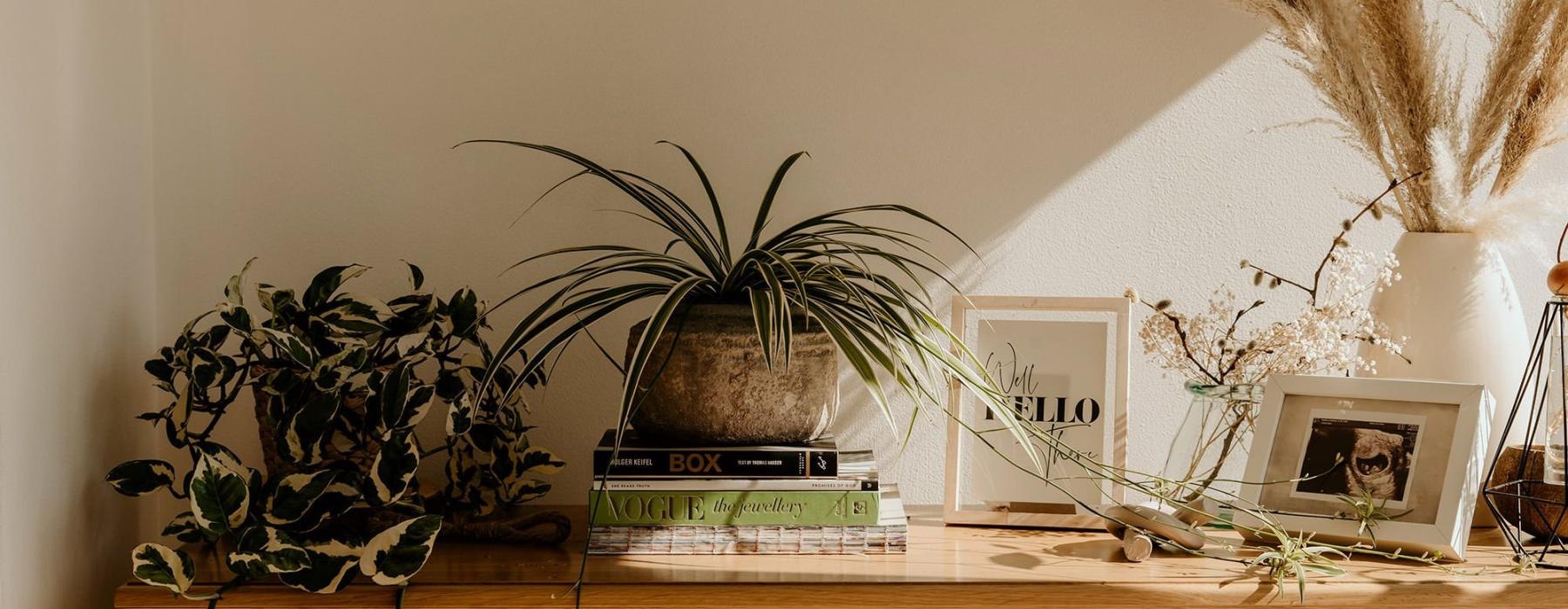 bureau top decorated with potted plants, books and framed pictures